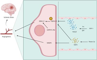 The role of the ERK signaling pathway in promoting angiogenesis for treating ischemic diseases